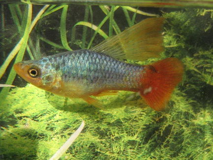 Blue Platy Variatus
