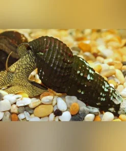 Yellow Rabbit Snail