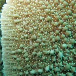 Green Danae Montipora Coral