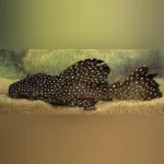L-29 Vampire Pleco