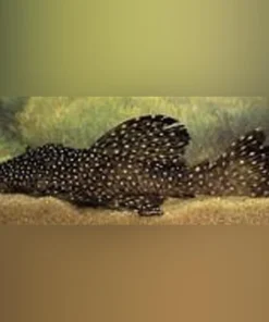 L-29 Vampire Pleco