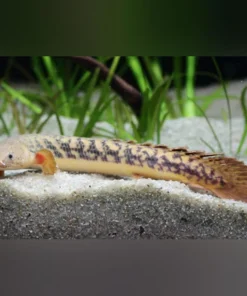 Teugelsi Bichir
