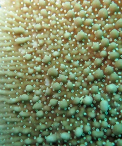 Green Danae Montipora Coral