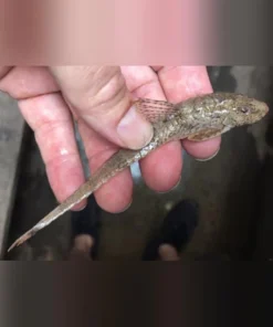 Whiptail Catfish