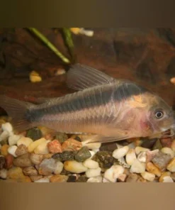Rabauti Cory