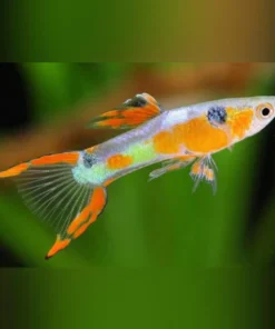 Red Fire Endler - Male