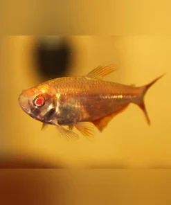 Albino Buenos Aires Tetra