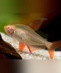Albino Red Phantom Tetra