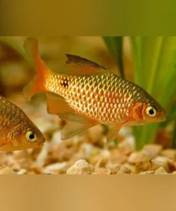 Long-Fin Male Rosy Barb