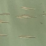 Three Lined Pencilfish