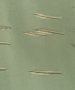 Three Lined Pencilfish