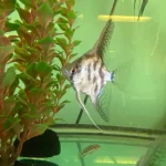 Clown Angelfish