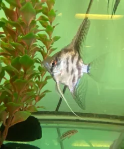 Clown Angelfish