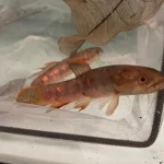 Red Wolf Fish