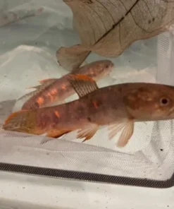 Red Wolf Fish