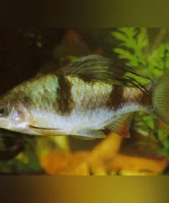 Arulius Barb