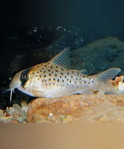 Lemon Cory