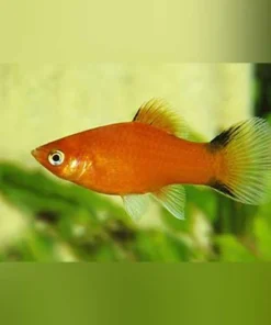 Red Comet Platy