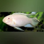 Kribensis Cichlid Albino
