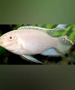 Kribensis Cichlid Albino