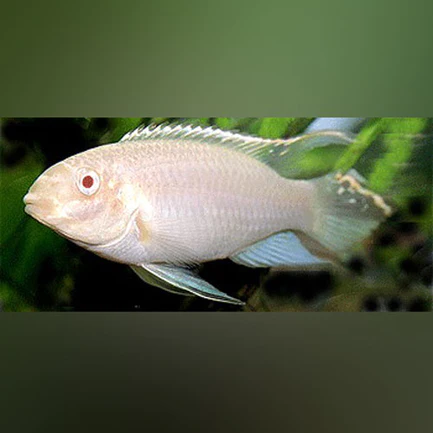 Kribensis Cichlid Albino