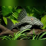 L-330 Gold Royal Pleco
