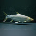 Tigerfish Goliath