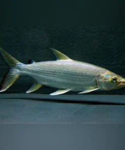 Tigerfish Goliath
