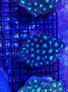 Green Favia Brain