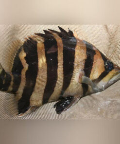 Gold Tiger Datnoid