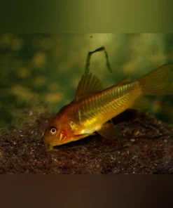 Red Laser Cory