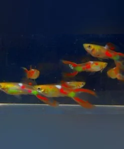 Red Lyretail Guppy (Pair)
