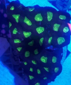 Alternative view of Green Favia Brain
