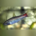 Phoenix Tetra