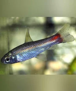 Phoenix Tetra