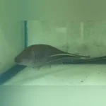 Goldline Knifefish