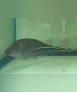 Goldline Knifefish