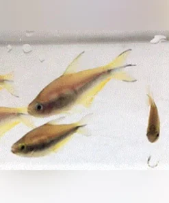 Yellow Emperor Tetra