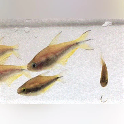 Yellow Emperor Tetra