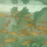 Twin Bar Marigold Swordtail