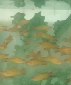 Twin Bar Marigold Swordtail