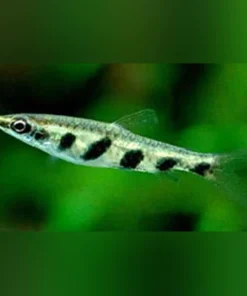 Espei Pencilfish
