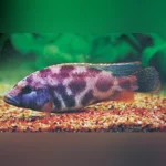 Livingstoni Cichlid