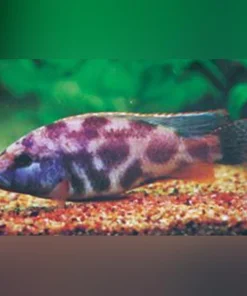 Livingstoni Cichlid