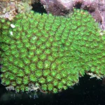 Galaxea fascicularis