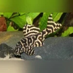 L-333 King Tiger Pleco