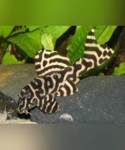 L-333 King Tiger Pleco
