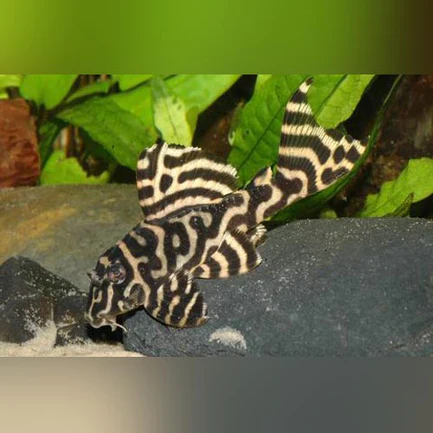 L-333 King Tiger Pleco