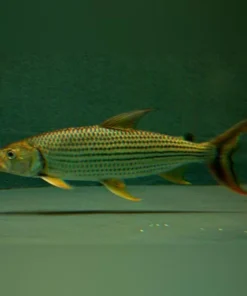 Tigerfish Vittatus