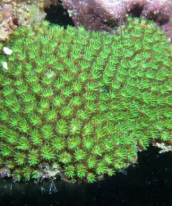 Galaxea fascicularis